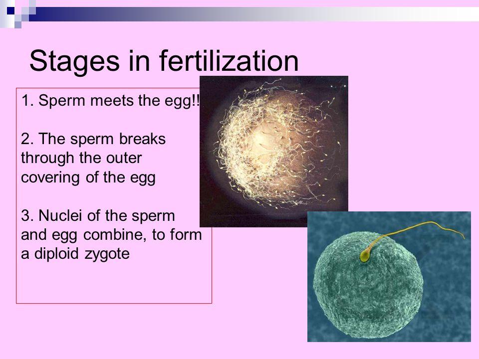 Combat reccomend Egg nucleus soul sperm