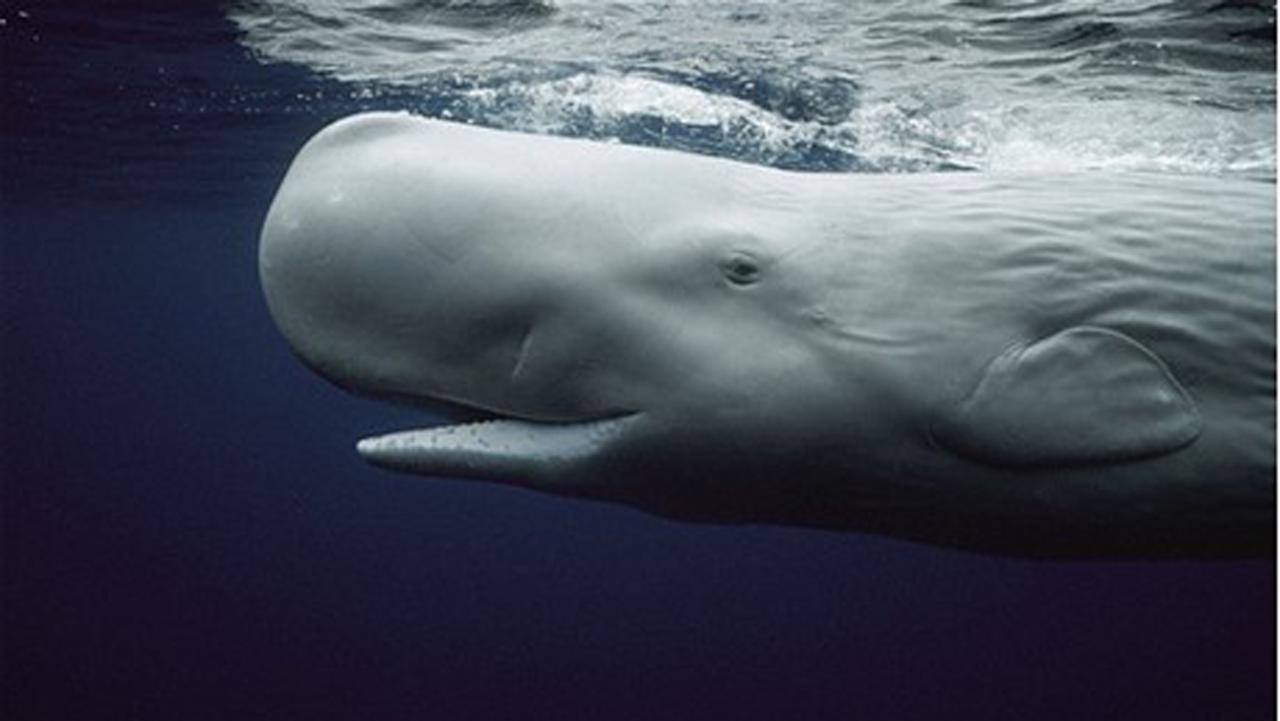 Alot of sperm whale pictures