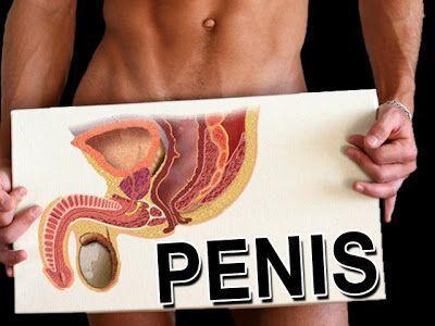 Average penis length transvestite
