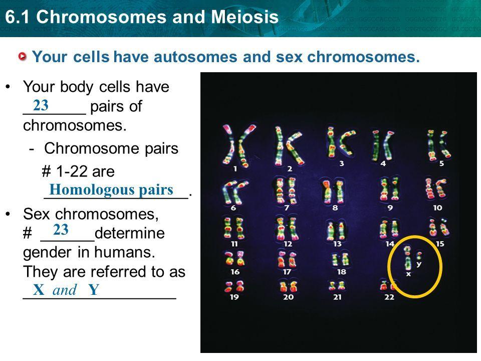 Earthshine reccomend Distinguish between autosomes and sex chromosomes