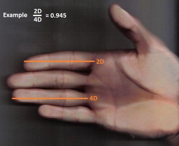Studies relating hand to penis size