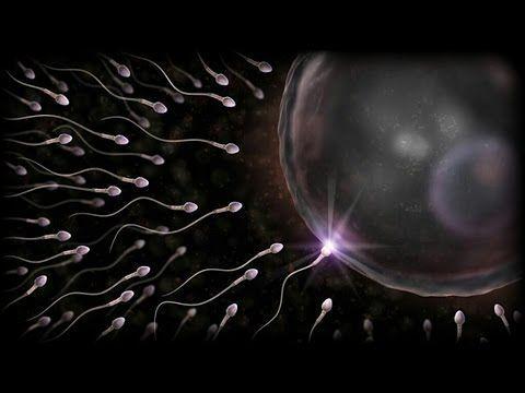 Egg nucleus soul sperm