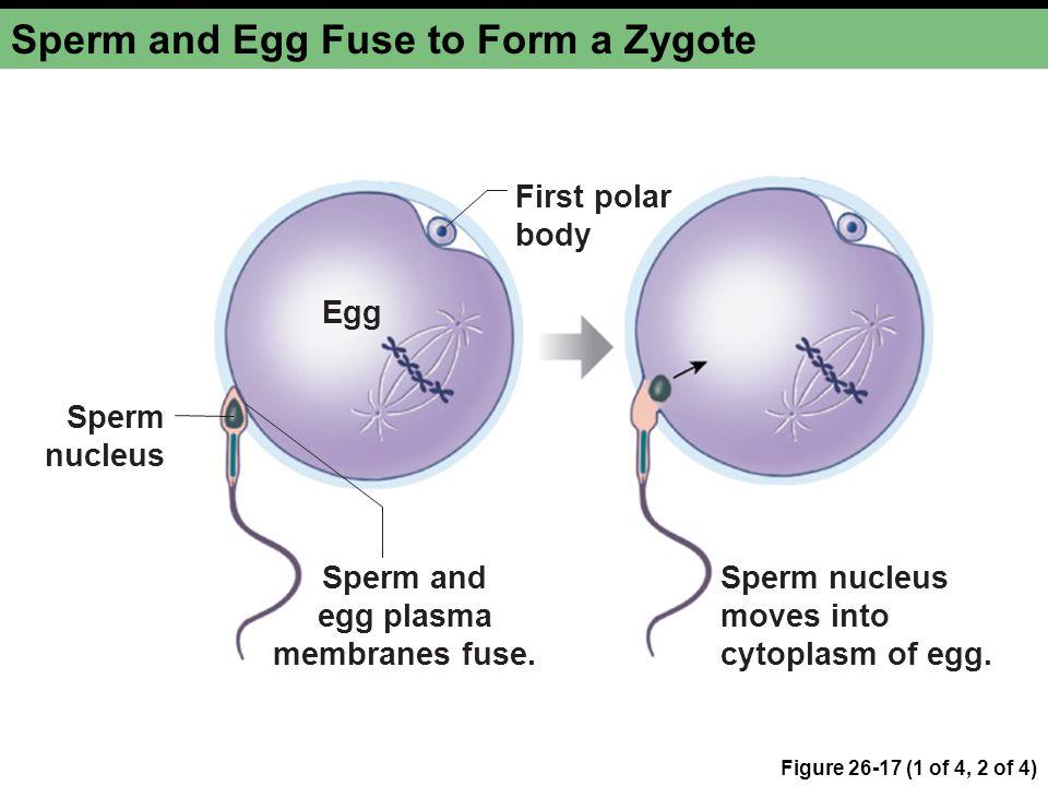 Egg nucleus soul sperm