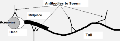 Antibodies in sperm