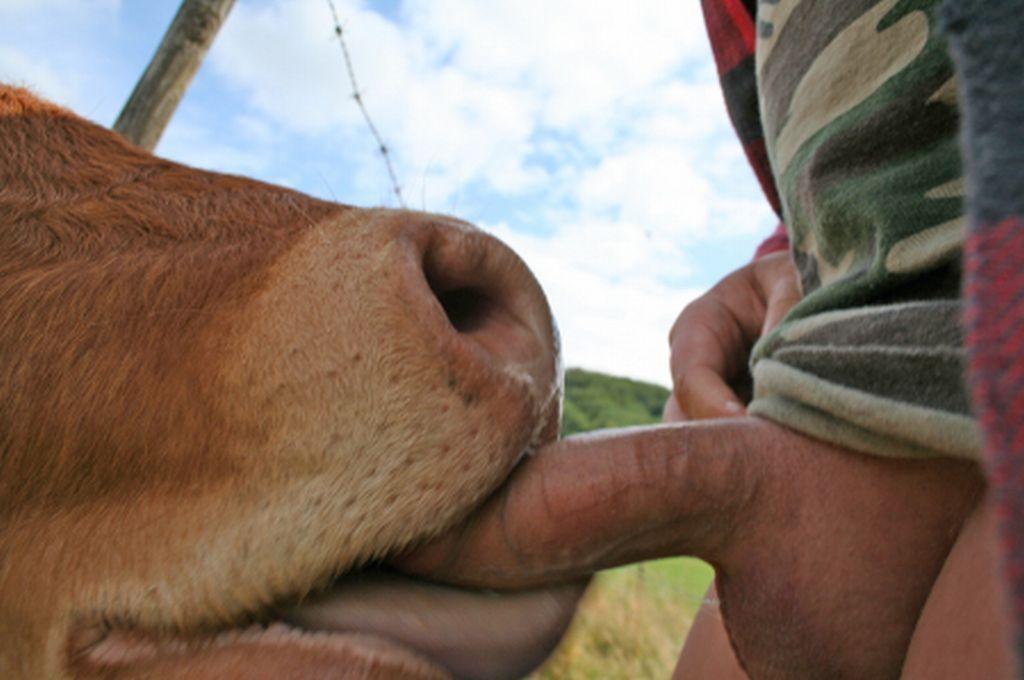 cows amateur 3 oral frot Porn Photos Hd