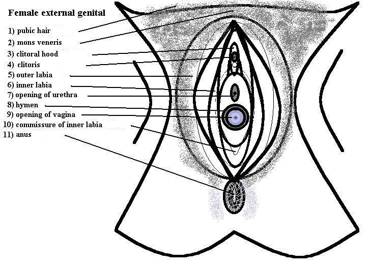 best of Clitoris Girls hypogonadism signs